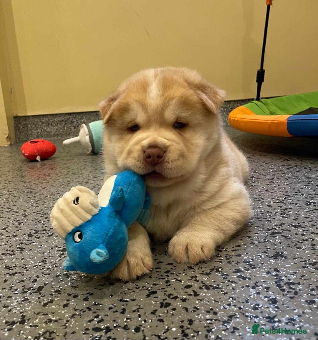 Mixed Breed dogs for sale: Genuine Chowski puppies  - Image 1