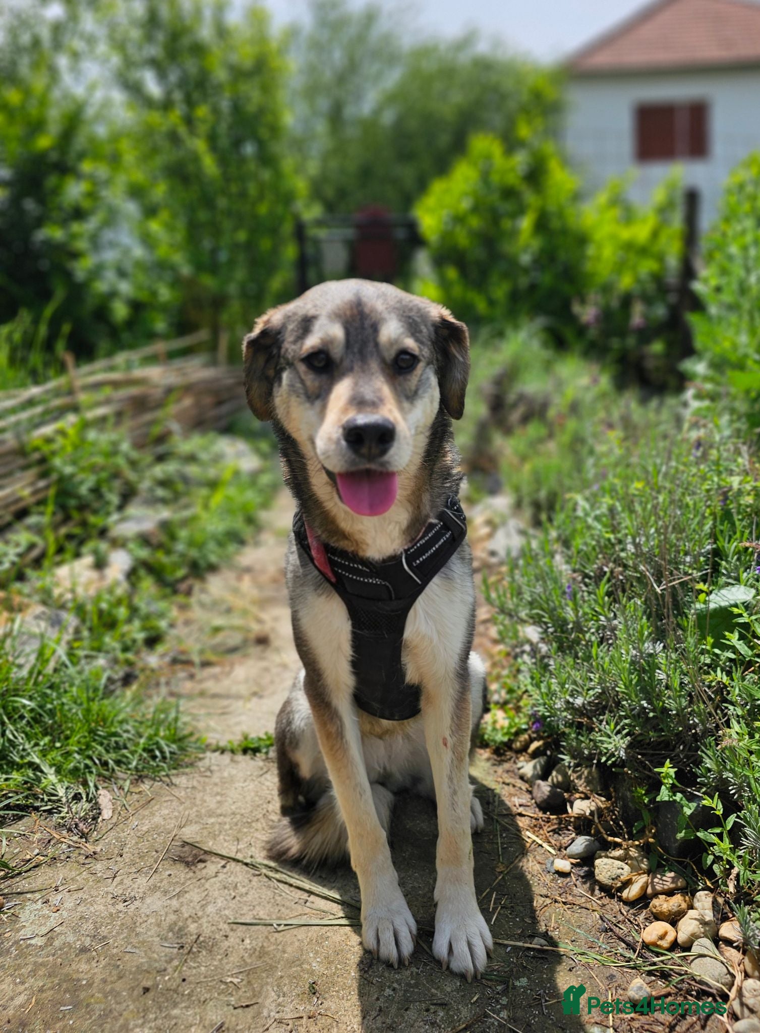 Mixed Breed dogs Lajka – Gentle, Sweet Natured Girl - Advert 12