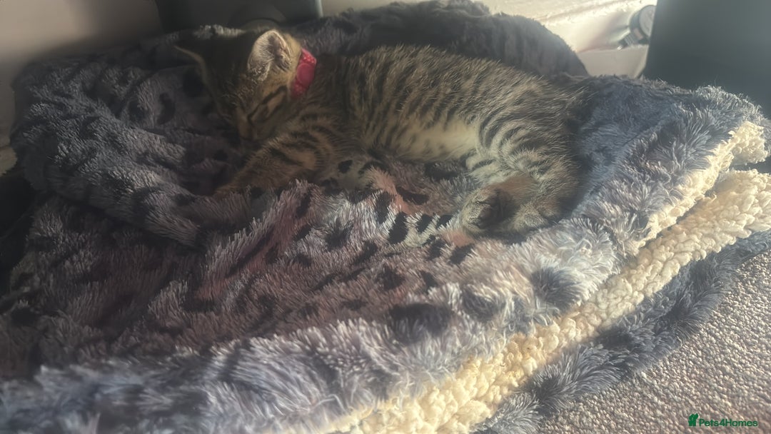 Egyptian Mau cats for sale: 13 week old Egyptian Mau  - Image 3