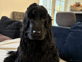 Cocker Spaniel dogs BEAUTIFUL BLACK COCKER SPANIEL SHOW GIRL 7 MONTHS - Advert 1