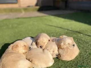 Golden Retriever dogs 💛🤍 5 Star ⭐️🐶 Golden Retriever Pups 🐶 🌟🤍💛 - Advert 3