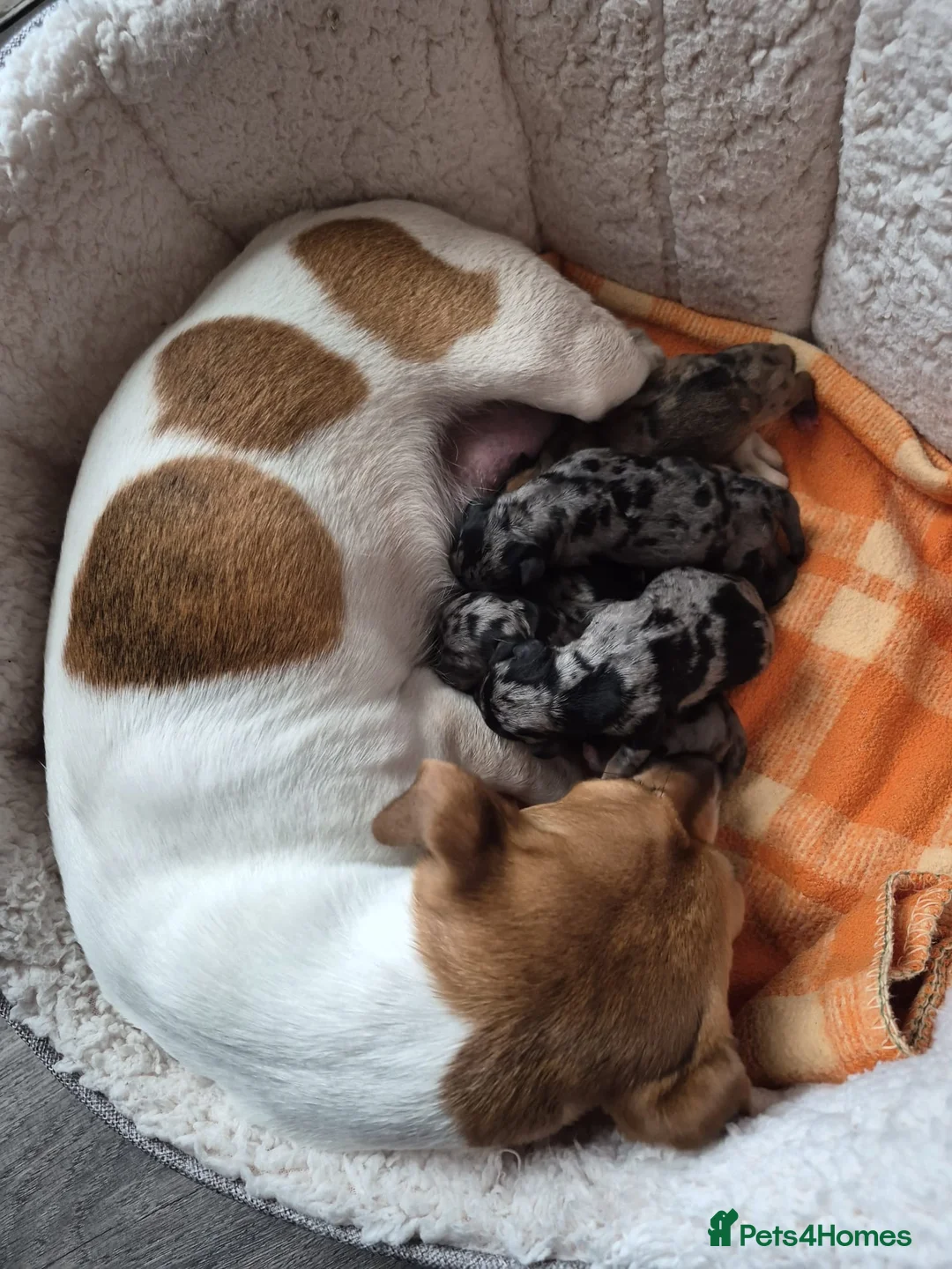 Jackshund dogs for sale: A stunning Jack Russell Terrier and Dachshund mix. - Advert 41