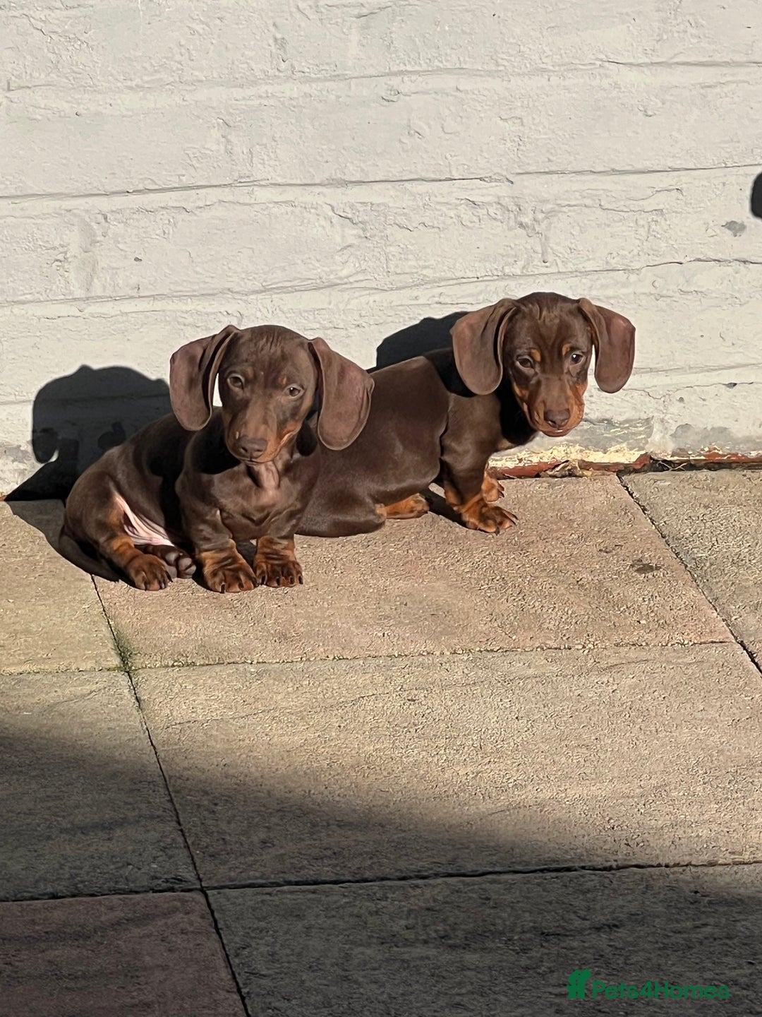 Miniature Dachshund dogs for sale: Ready Now! smooth haired mini dachshunds - Advert 3