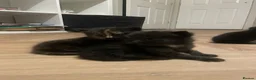 Domestic Shorthair cats for sale: Gorgeous black kittens for sale  in Wigan - Advert 3