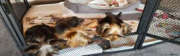 Yorkshire Terrier dogs for sale: Stunning Yorkshire Terrier puppies.  - Advert 15