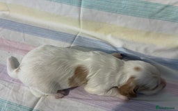 Cocker Spaniel dogs for sale: Lemon and white working cocker spaniels  - Image 7
