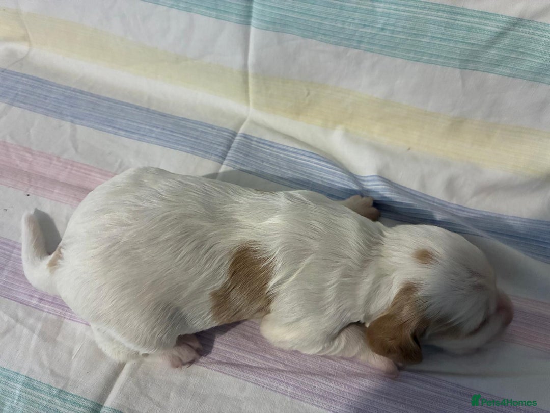 Cocker Spaniel dogs for sale: Lemon and white working cocker spaniels  - Image 7