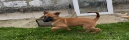 Belgian Shepherd Dog dogs for sale: Pure Malinois - Joefarm lines  - Advert 5