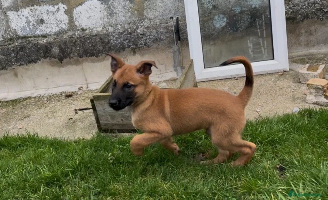 Belgian Shepherd Dog dogs for sale: Pure Malinois - Joefarm lines  - Advert 5