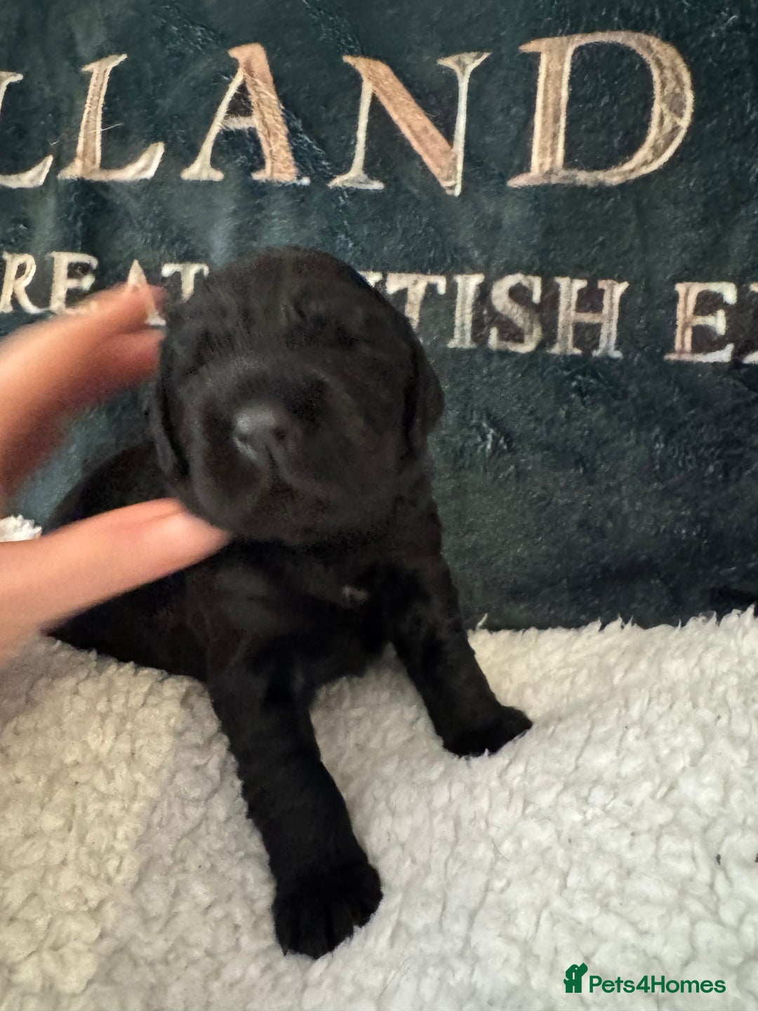 Cocker Spaniel dogs for sale: A gorgeous litter of WCS - Advert 20