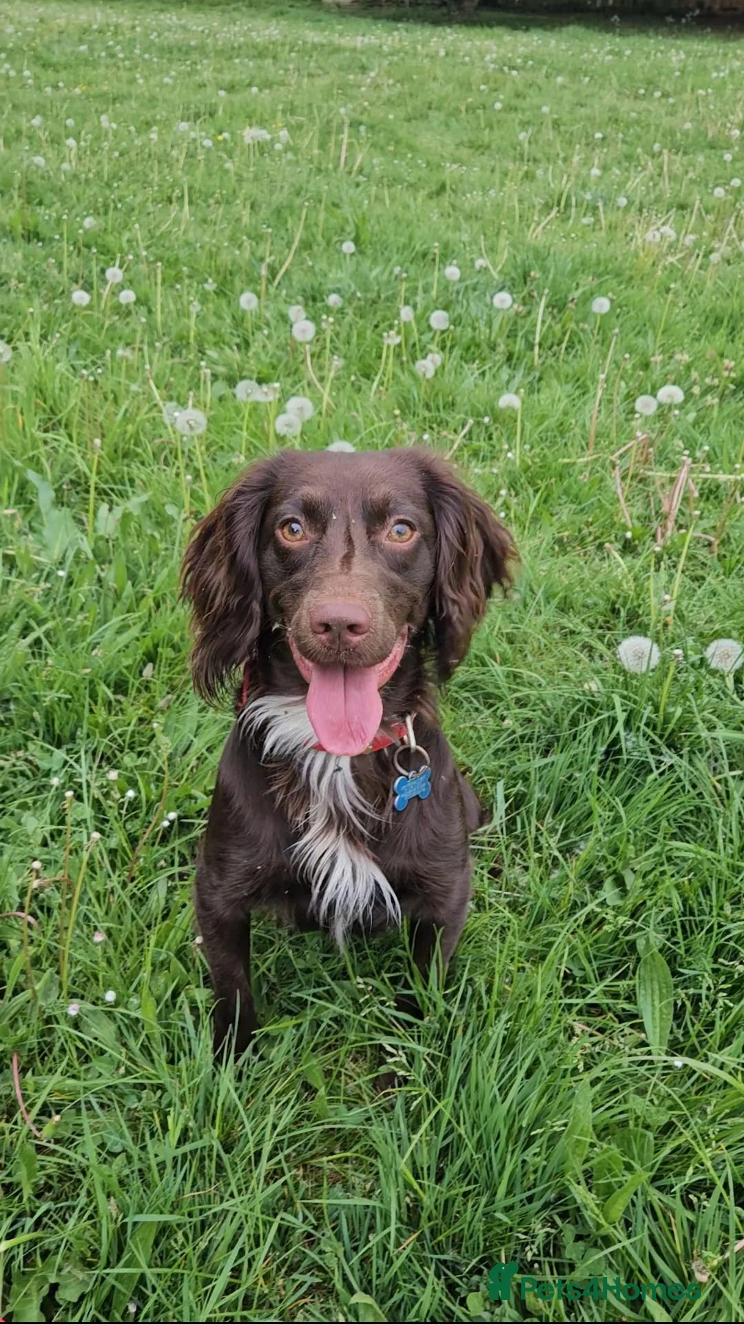 Mixed Breed dogs for sale: Beautiful girl looking for her forever home - Advert 3