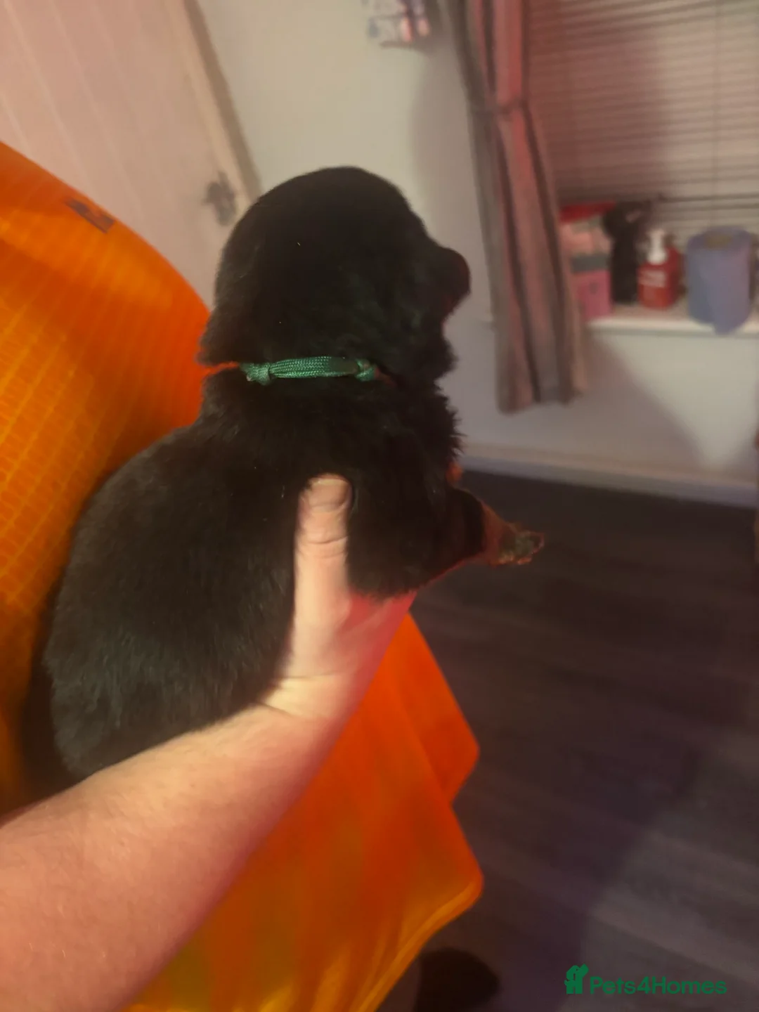 Rottweiler dogs for sale: Rottweiler pups - Advert 6