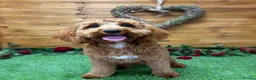 Cockapoo dogs for sale: Cockapoo pups ❤️ in Rhyl - Advert 1