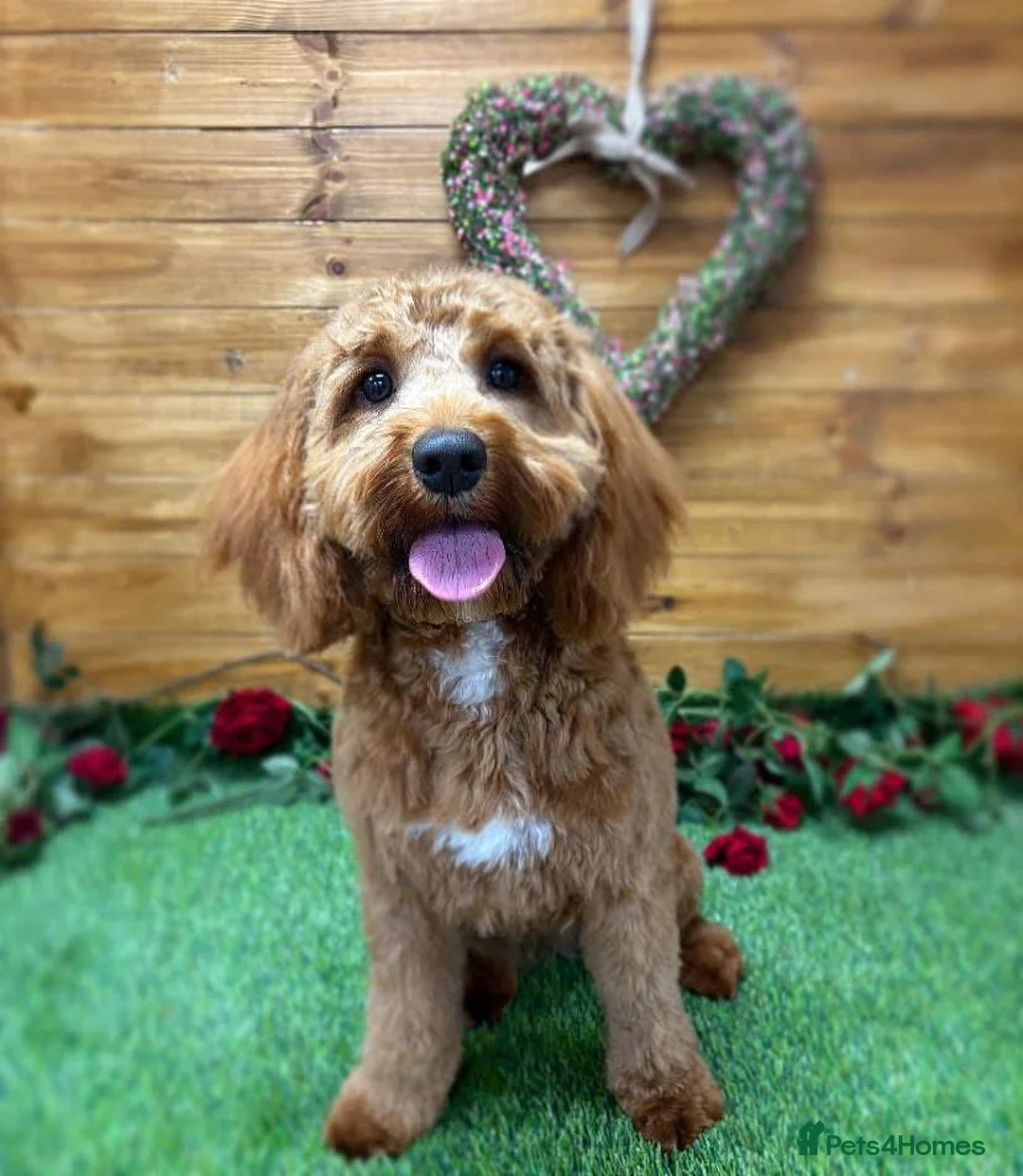 Cockapoo dogs for sale: Cockapoo pups ❤️ in Rhyl - Advert 1