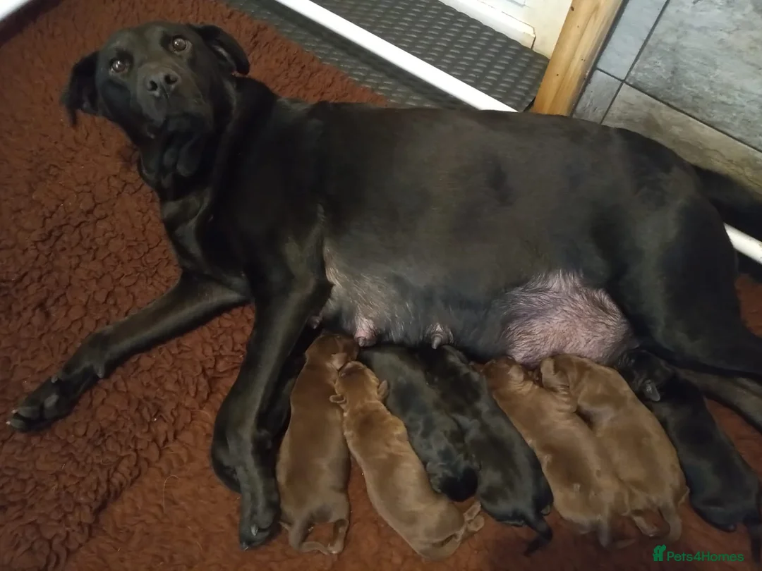 Cockerdor dogs for sale: Strong, Healthy Cockerdor Puppies in Whitchurch - Advert 2