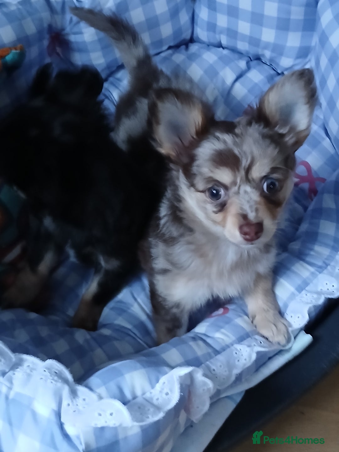 Chihuahua dogs for sale: Rare!! chocolate merle girl and black n tan boy - Advert 8