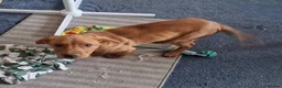 Labrador Retriever dogs for sale: brown  labrador 5 month old  - Advert 6