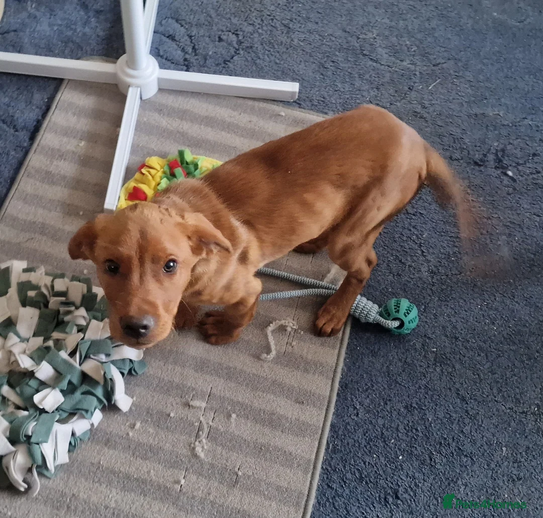 Labrador Retriever dogs for sale: brown  labrador 5 month old  - Advert 6