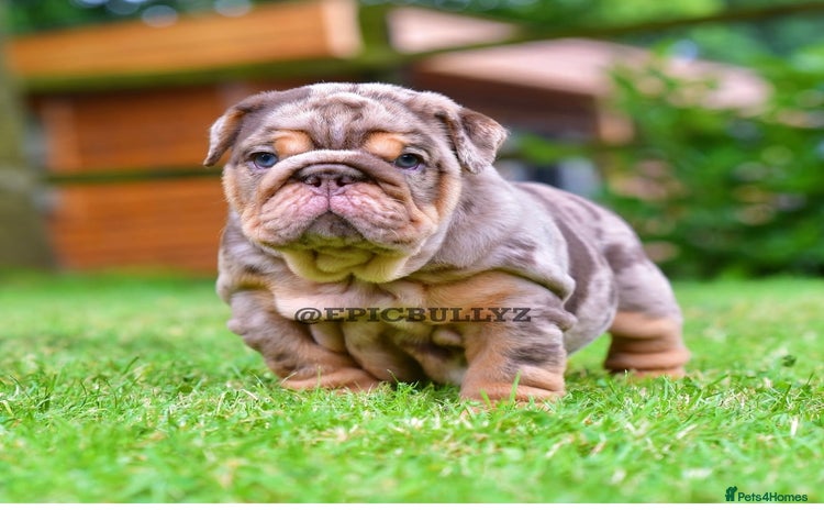 English Bulldog dogs - Advert 10