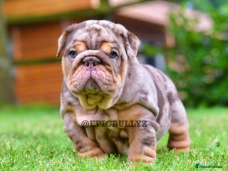 English Bulldog dogs - Advert 21