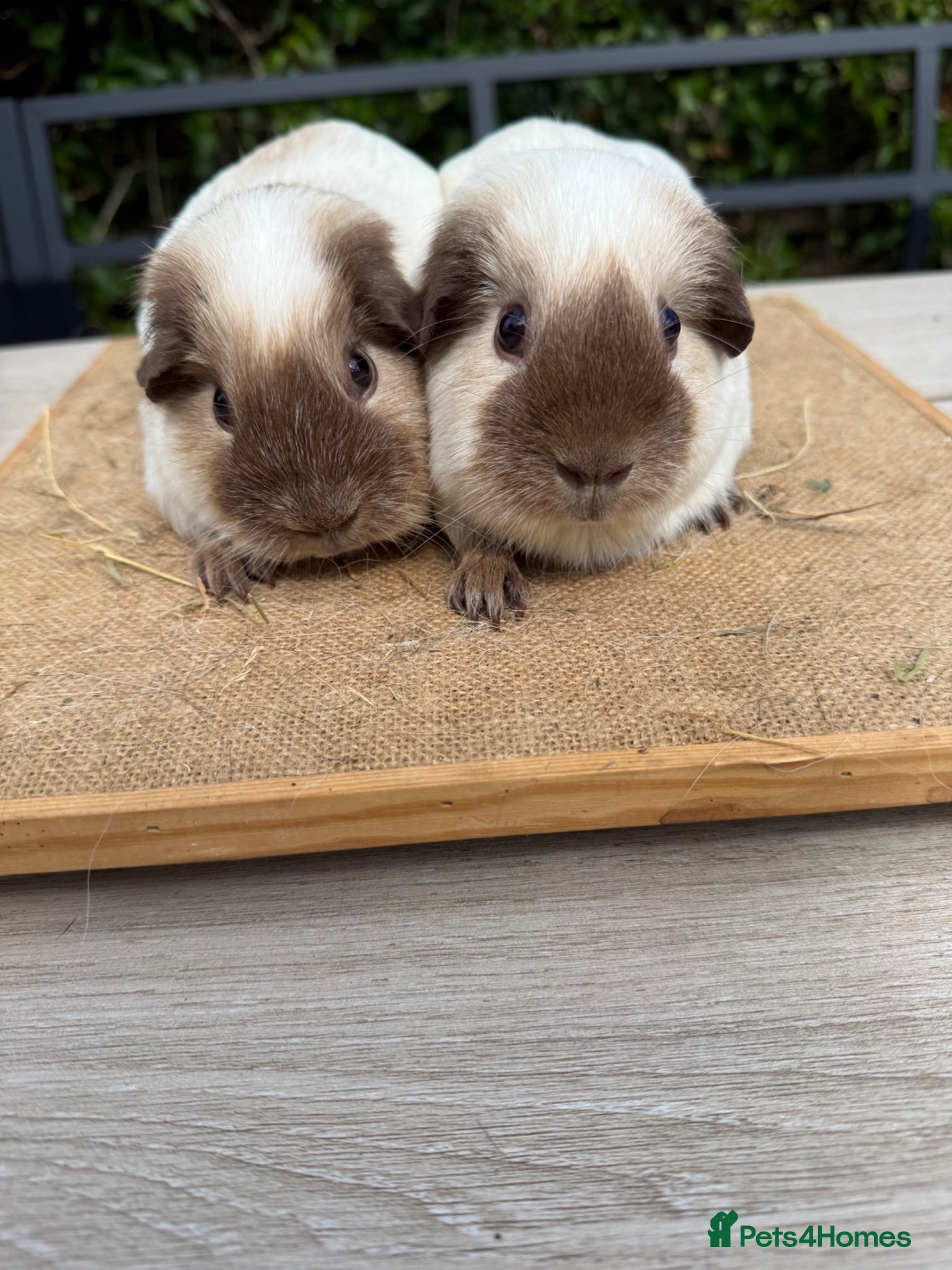 Guinea Pig rodents Pure bred Californian guinea pigs  - Advert 12