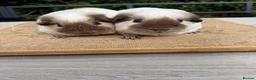 Guinea Pig rodents for sale: Pure bred Californian guinea pigs  - Advert 2