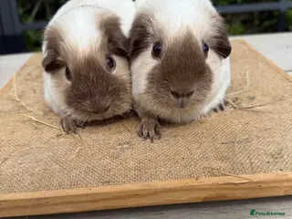 Guinea Pig rodents Pure bred Californian guinea pigs - Advert 1