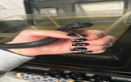 King Snake reptiles for sale: Mexican Black Kingsnake & Full Setup  - Image 3