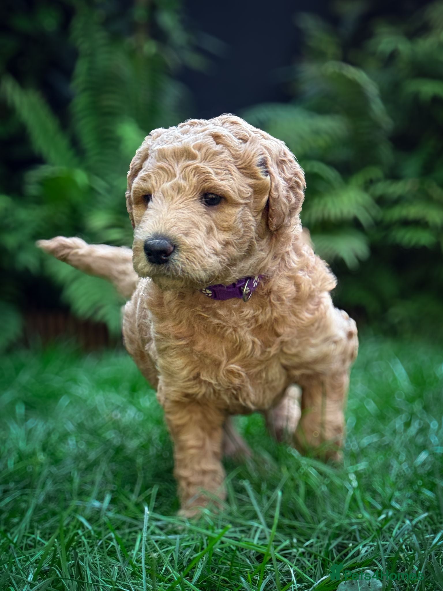 Standard Poodle dogs KC Standard Poodle Beautiful Puppies - Advert 7
