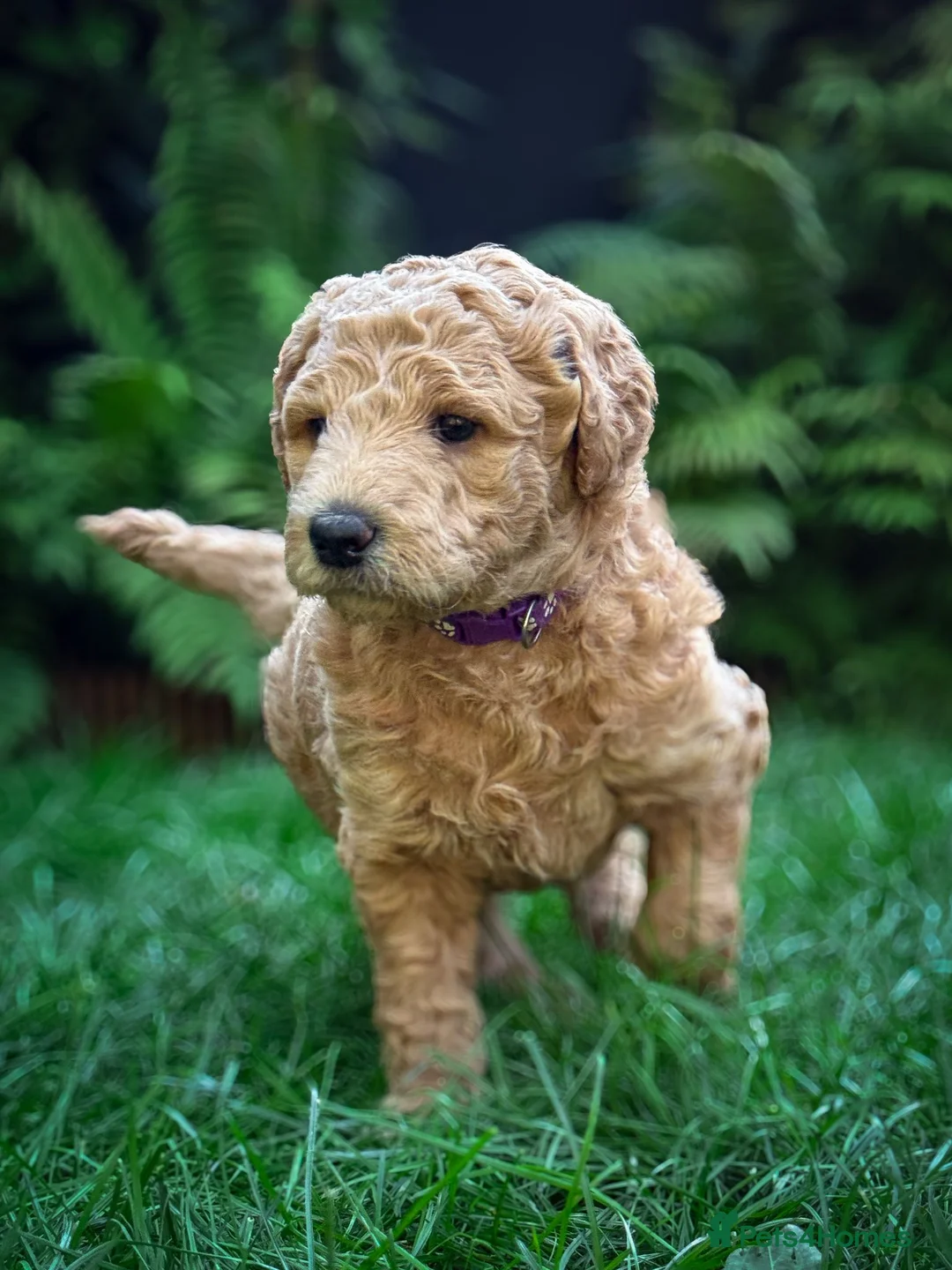 Standard Poodle dogs for sale: KC Standard Poodle Beautiful Puppies - Advert 1