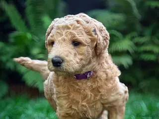 Standard Poodle dogs KC Standard Poodle Beautiful Puppies - Advert 7