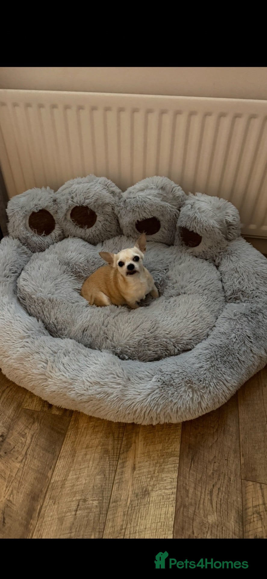 Chihuahua dogs 9 months old tiny chihuahua girl - Advert 5