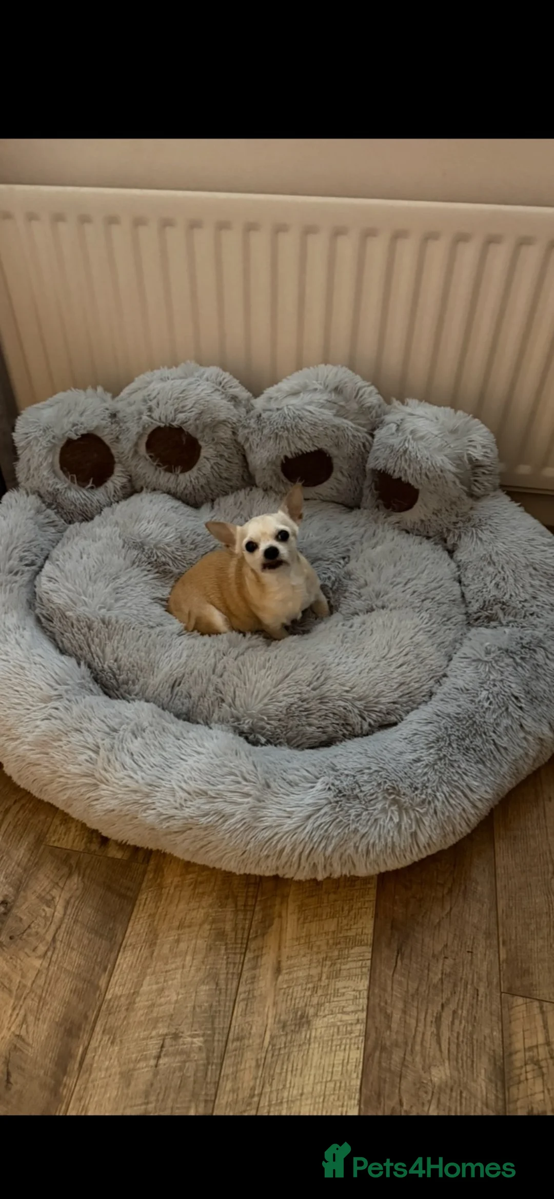 Chihuahua dogs for sale: 9 months old tiny chihuahua girl - Advert 1