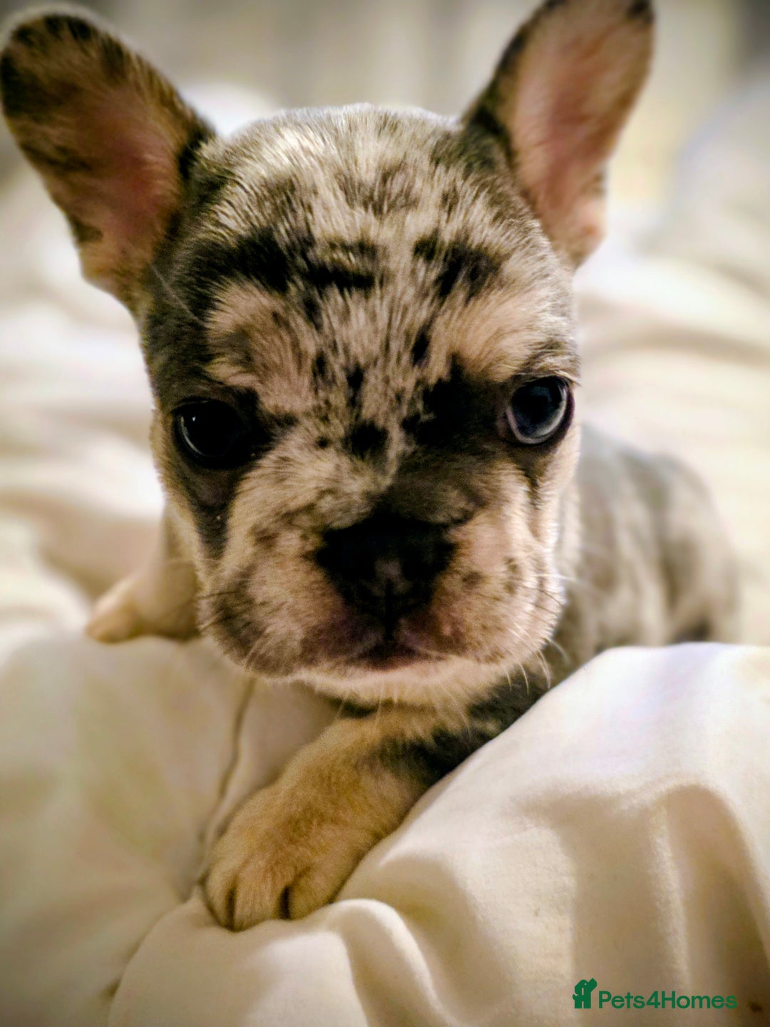 French Bulldog dogs for sale: Lilac merle french bulldogs  - Advert 2