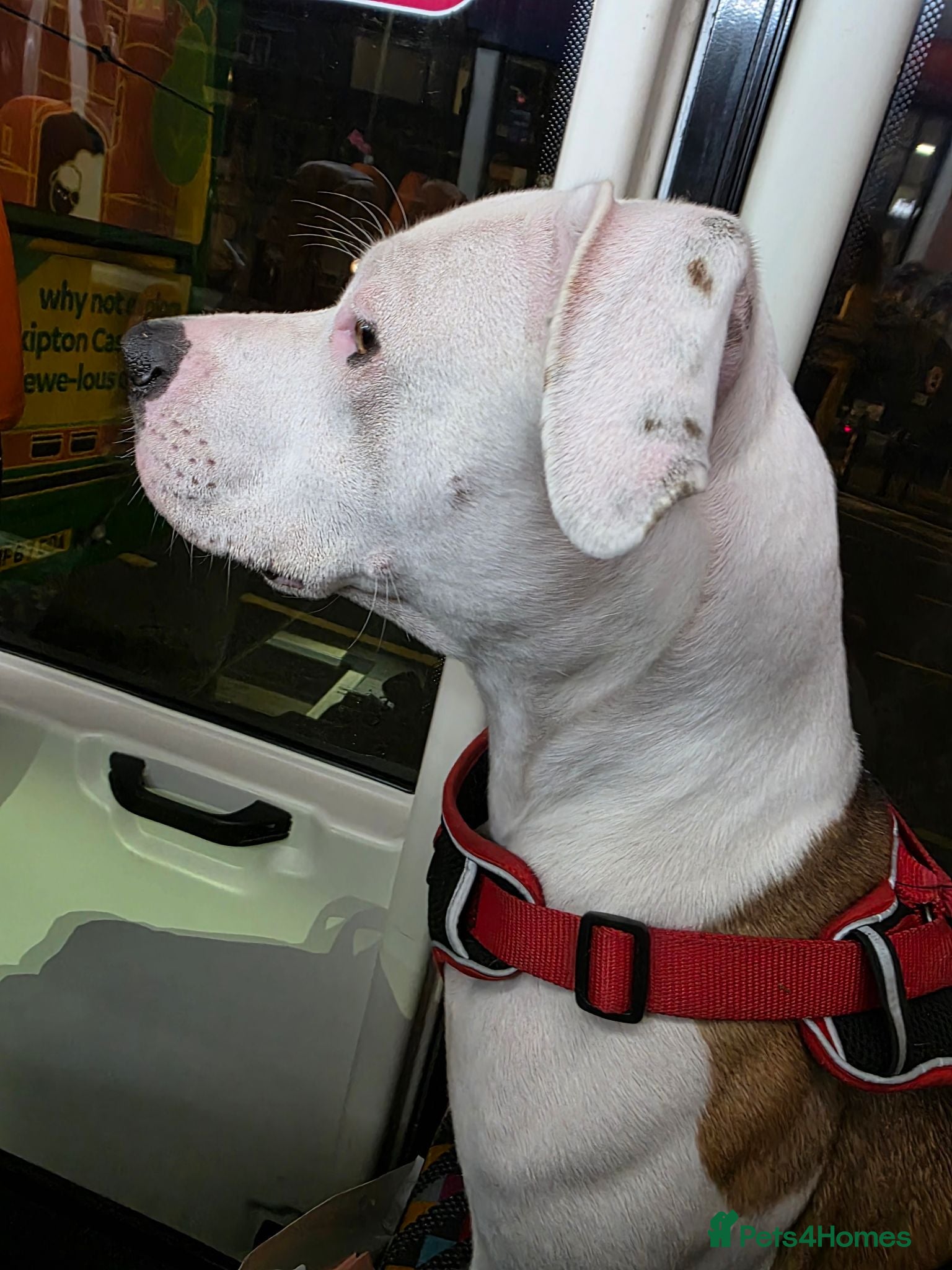 Mixed Breed dogs American Staff x Lurcher - Advert 8