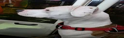 Mixed Breed dogs for sale: American Staff x Lurcher - Advert 1