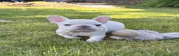 French Bulldog dogs for sale: 🔥READY NOW🔥KC registered frenchie pups❤️‍🔥 - Advert 15