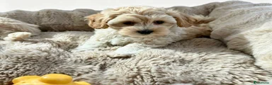 Maltipoo 2