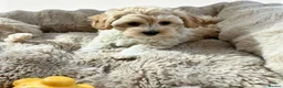 Maltipoo dogs for sale: Maltipoo puppys  - Advert 23