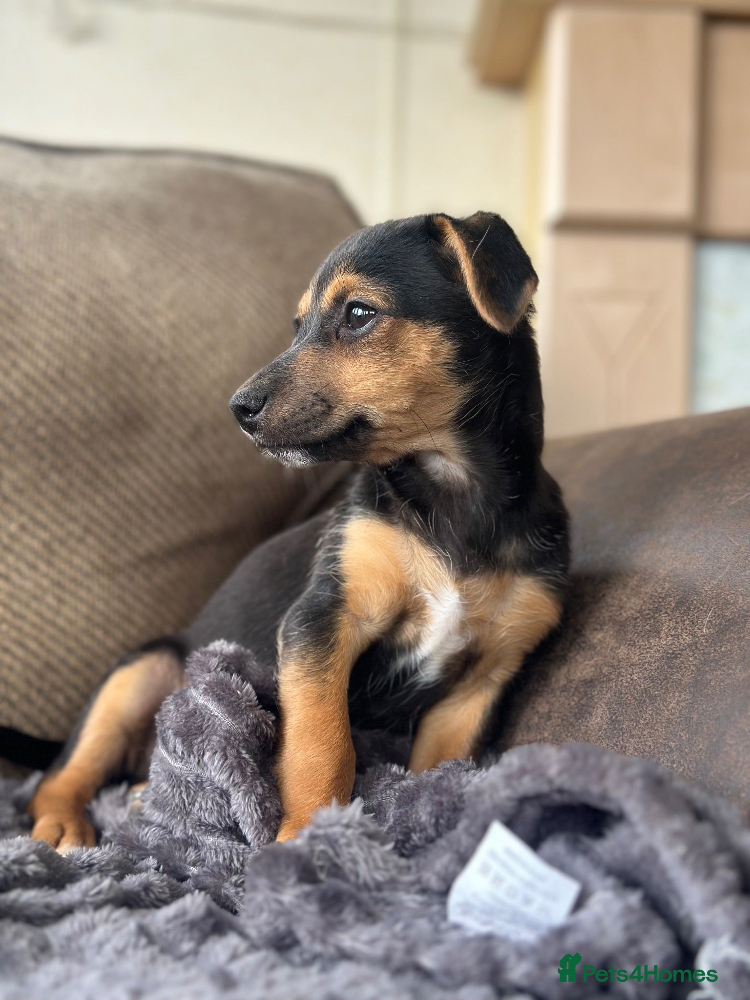 Patterjack dogs Readynow 3/4 jack Russel pups looking for new home - Advert 1