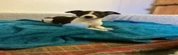 Whippet dogs for sale: Whippet  - Advert 9