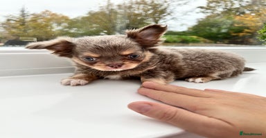 Chihuahua dogs - Advert 2