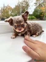 Chihuahua dogs - Advert 3