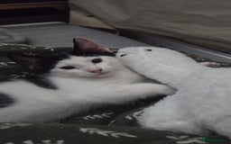European cats for sale: 6 Kittens ready to find their new homes!! - Image 10