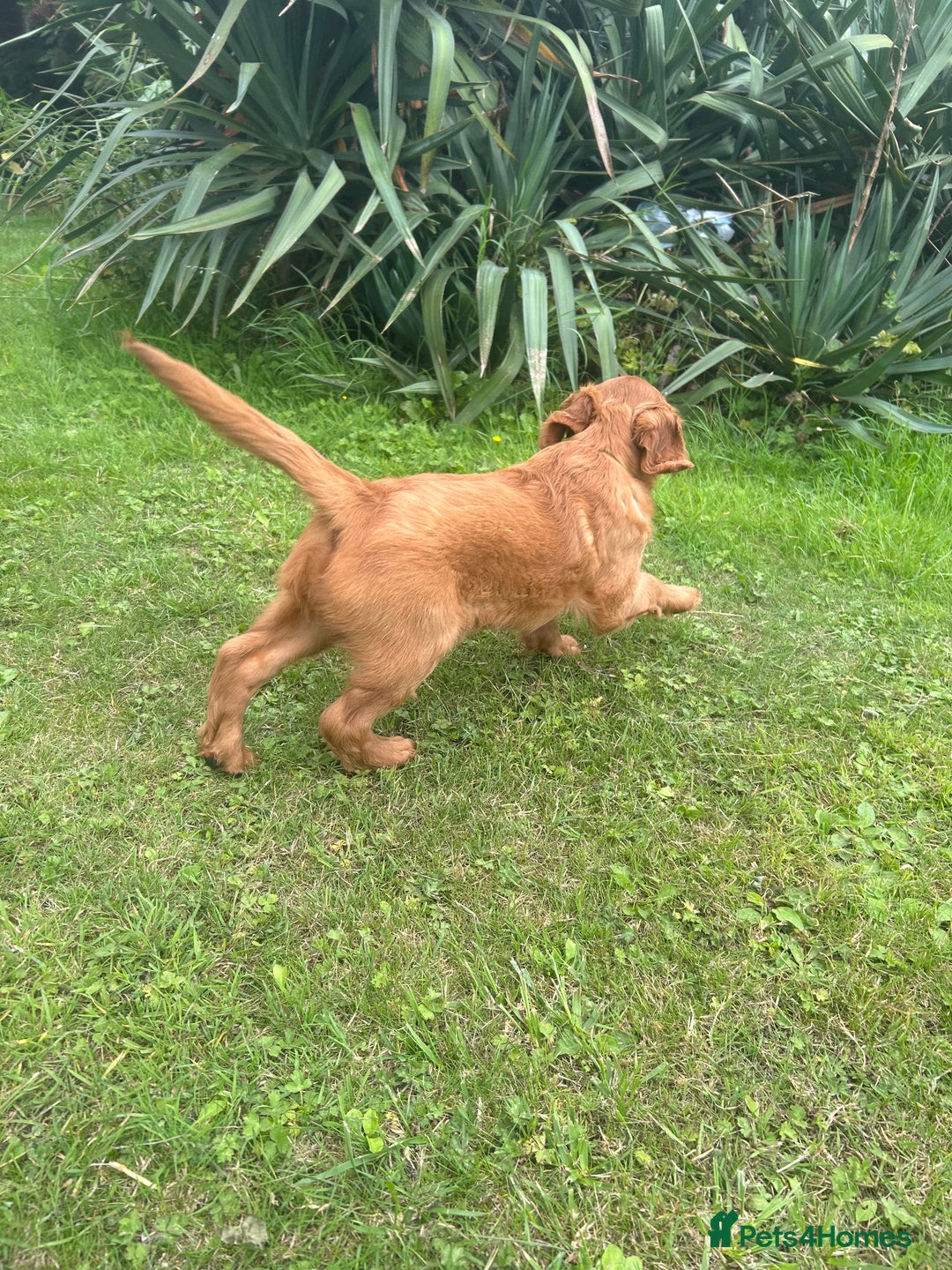 Mixed Breed dogs for sale: Rare Litter of Golden Irish puppies available  - Image 10