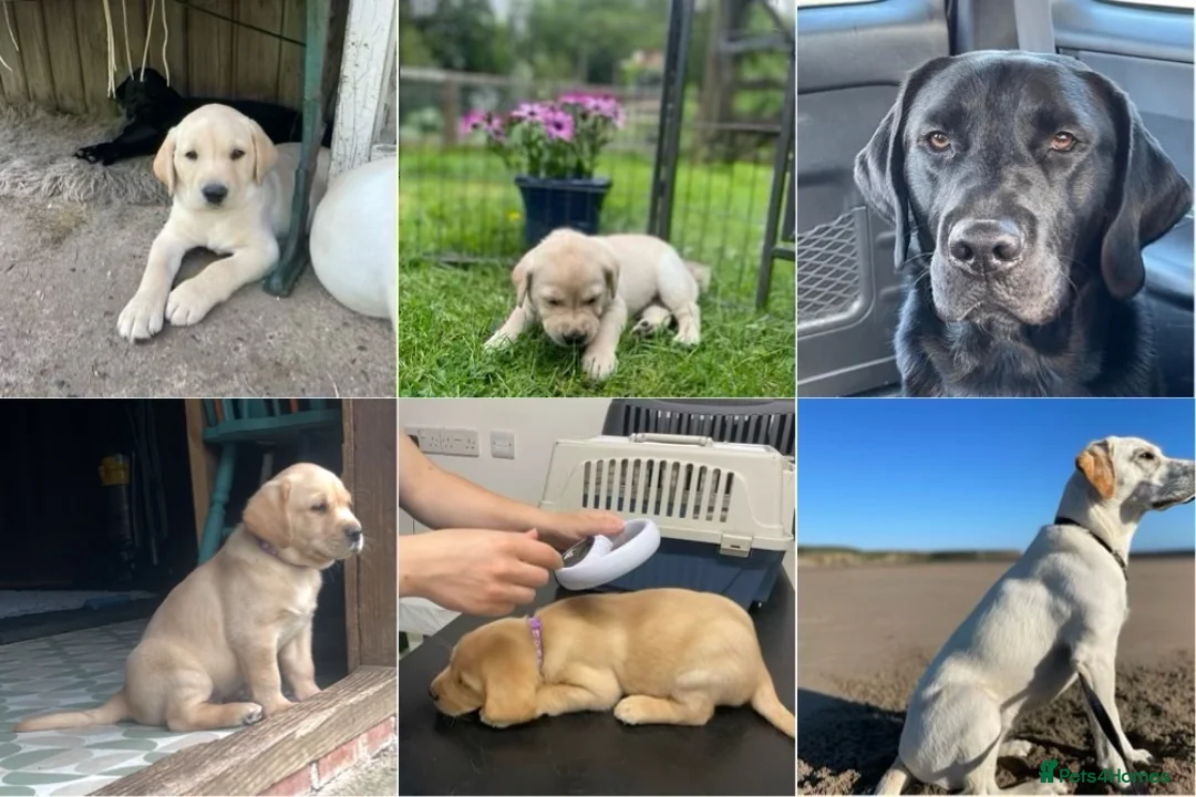 Labrador Retriever dogs for sale: Both parents Fully health checked - KC Registered - Advert 2