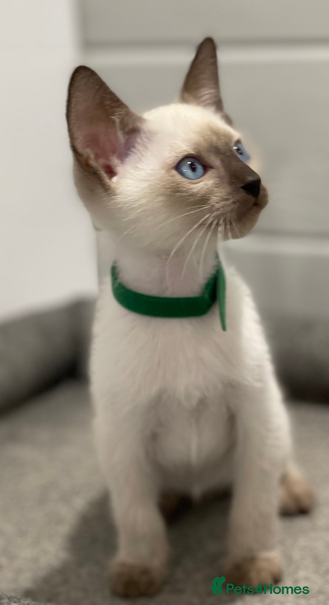 Siamese cats for sale: GCCF Registered Traditional Siamese Kittens  - Image 13