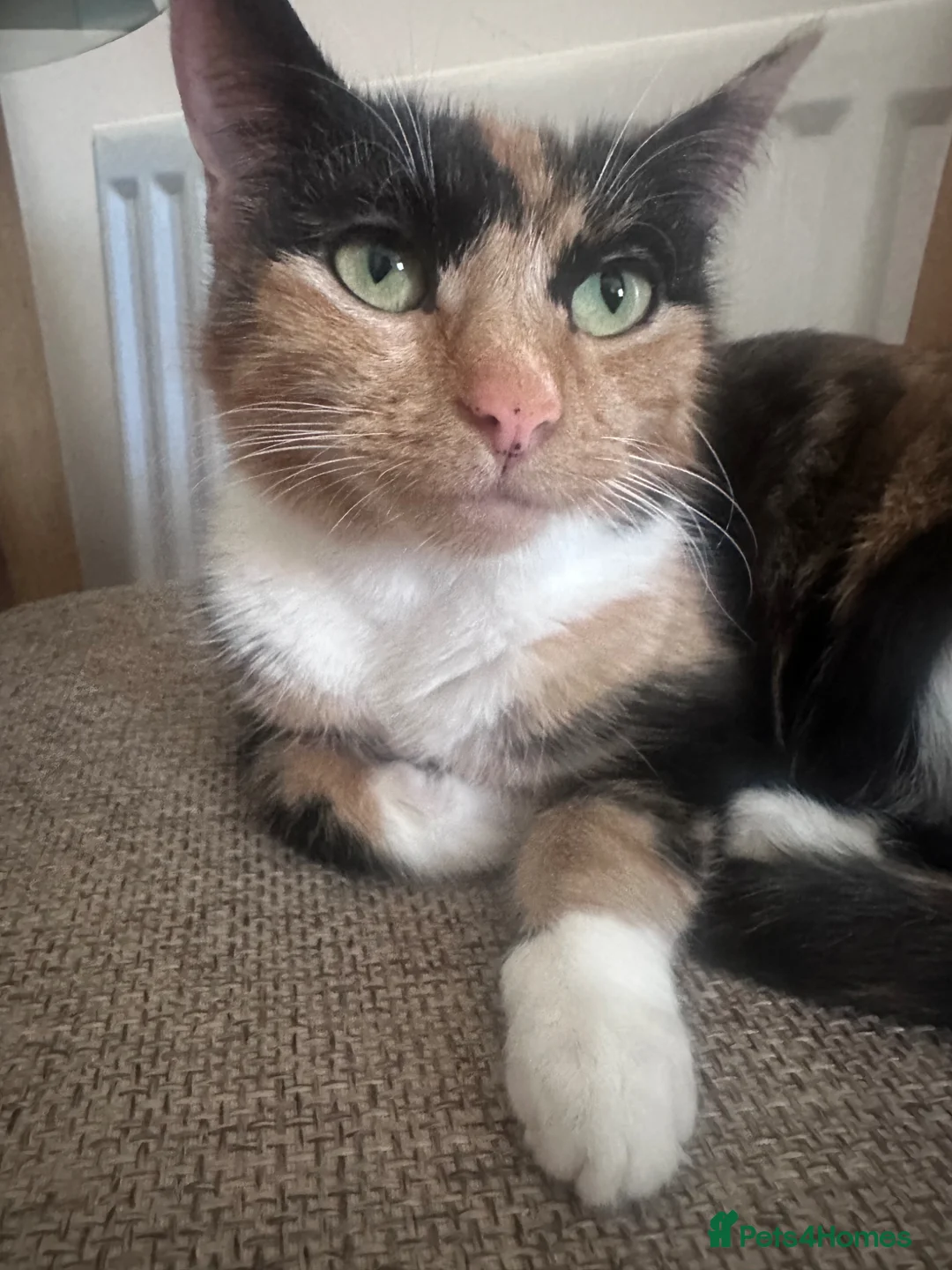 Mixed Breed cats for sale: Three beautiful kitten ready! - Advert 1