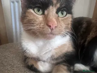 Mixed Breed cats Three beautiful kitten ready! - Advert 1