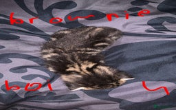British Longhair cats for sale: Kittens for sale  - Image 10